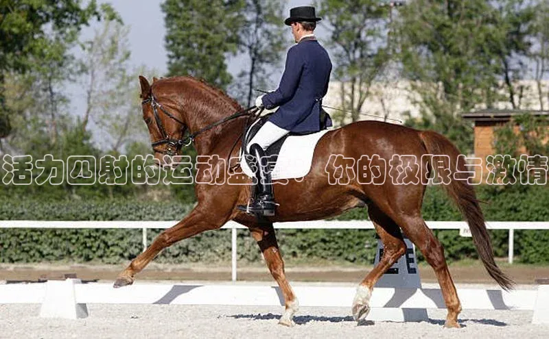 活力四射的运动盛宴：你的极限与激情