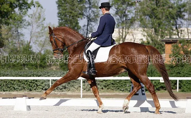 引爆现场！精彩纷呈的运动会赛事直播概要介绍